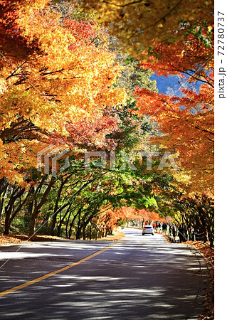 紅葉 秋 公園 72780737