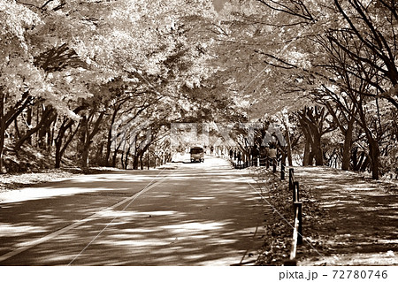 秋 木 公園 72780746