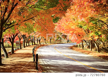 紅葉 秋 公園 72780760