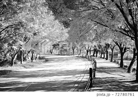 秋 木 公園 72780761