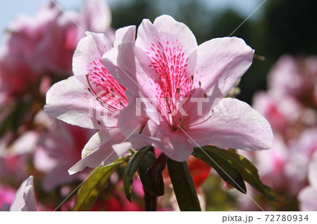 ツツジ2 72780934