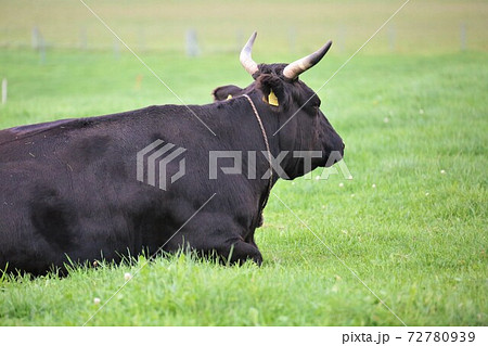 和牛 和牛 72780939