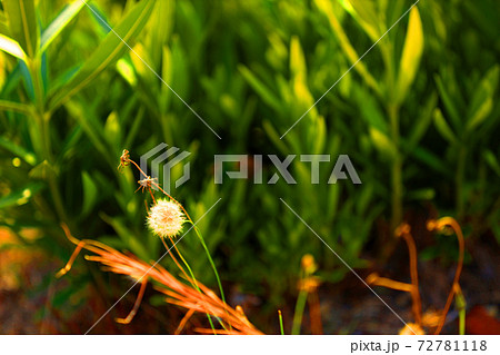 冬のイメージ【12月】 72781118