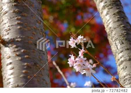 紅葉をバックに十月桜 紅葉をバックに十月桜 72782482