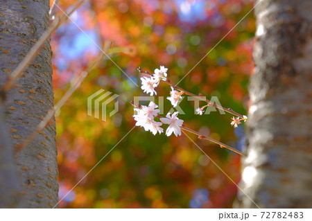 紅葉をバックに十月桜 紅葉をバックに十月桜 72782483