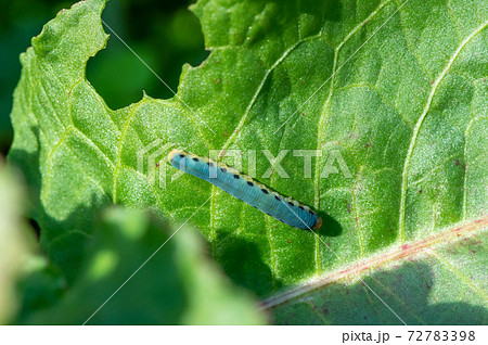 ハグロハバチ幼虫（イモムシ） 72783398