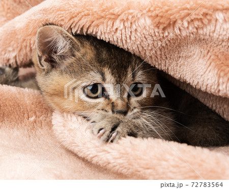 Kitten golden ticked british chinchilla straight 72783564