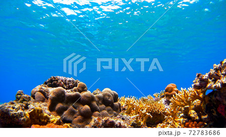沖縄　阿嘉島の珊瑚礁　水中写真 72783686