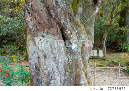 【静岡県】 小國神社 【静岡県】 小國神社 72783975