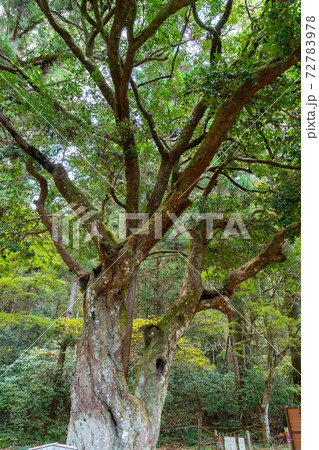 【静岡県】 小國神社 【静岡県】 小國神社 72783978