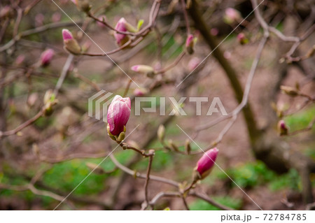 Large pink and white magnolia trees bloom in a park on a spring day. Large pink and white magnolia trees bloom in a park on a spring day. 72784785