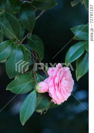 厳冬に凛と咲く 厳冬に凛と咲く 72785107