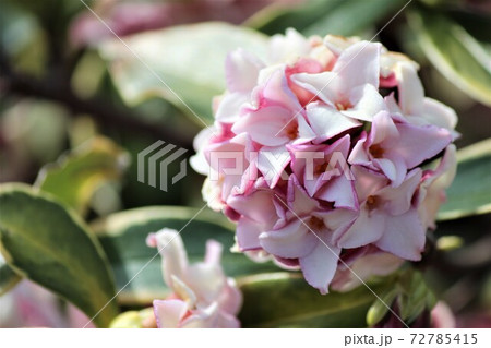 手毬のような丸いジンチョウゲの花 手毬のような丸いジンチョウゲの花 72785415