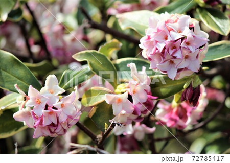 沈丁花は丁字草や輪沈丁の別名があります 72785417