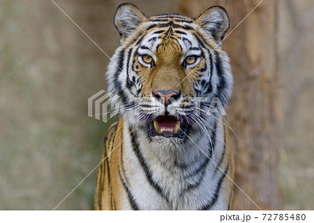トラ　寅　トラの表情　虎のポートレート 72785480
