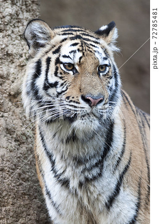 トラ　寅　トラの表情　虎のポートレート 72785481