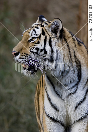 トラ 寅 トラの表情 虎のポートレート トラ 寅 トラの表情 虎のポートレート 72785482