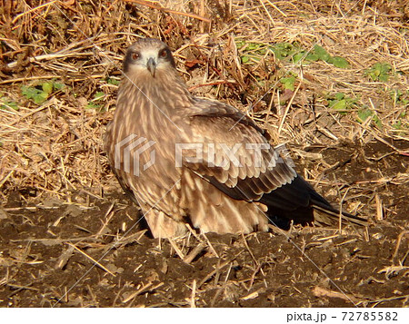 秋の刈り取り後の田んぼでひと休み中のトビ 秋の刈り取り後の田んぼでひと休み中のトビ 72785582