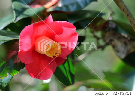 厳冬に凛と咲く 72785711