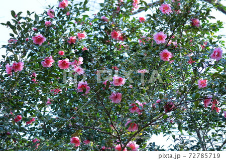 厳冬に凛と咲く 72785719