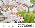 雨上がりの満開の桜 72786061