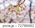 雨上がりのさくら 72786062