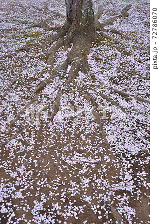 桜散る 桜散る 72786070