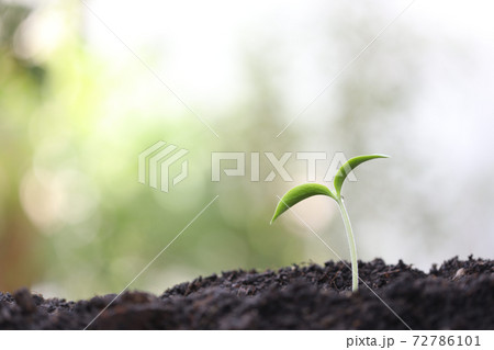 Small green growing plant with water drop 72786101