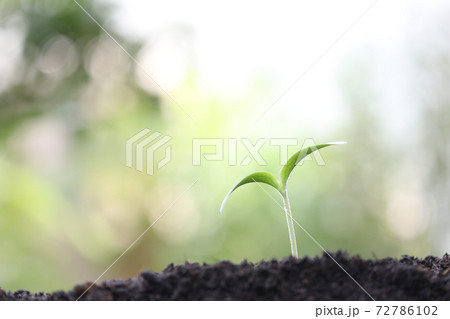 Fresh green growing plant with water drop 72786102
