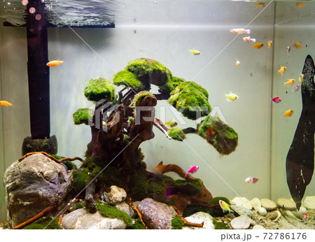 aquarium with small white, yellow and pink fish.  72786176