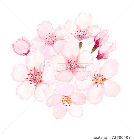 桜の花の水彩イラストのイラスト素材