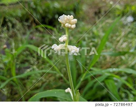 野の花 ヤブミョウガ1 野の花 ヤブミョウガ1 72786497