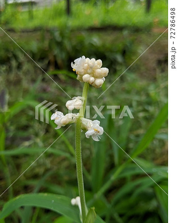 野の花　ヤブミョウガ2 72786498