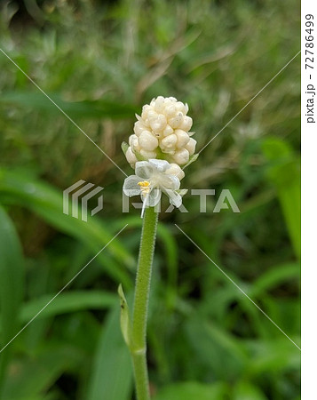 野の花　ヤブミョウガ3 72786499