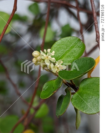花 ワイヤープランツ3の写真素材