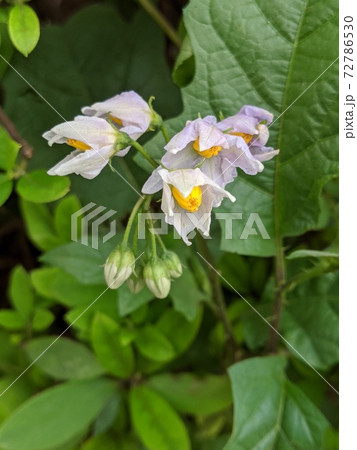 野の花　ワルナスビ（悪茄子)2 72786530