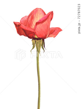 真横から見たピンク色のバラのイラスト素材