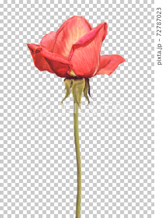 真横から見たピンク色のバラのイラスト素材