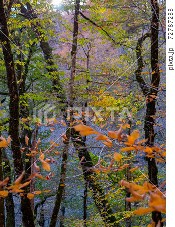 Bright autumn crowns of trees in the mountains. Bright autumn crowns of trees in the mountains. 72787233