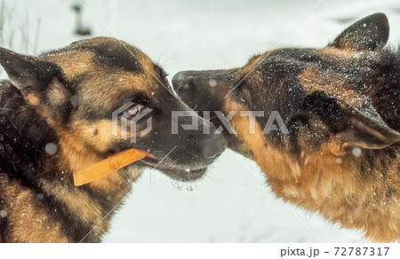 Two dogs grab a stick. One stick for two. 72787317