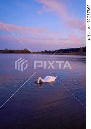 Beautiful swan in the lake at the sunset time. 72787366