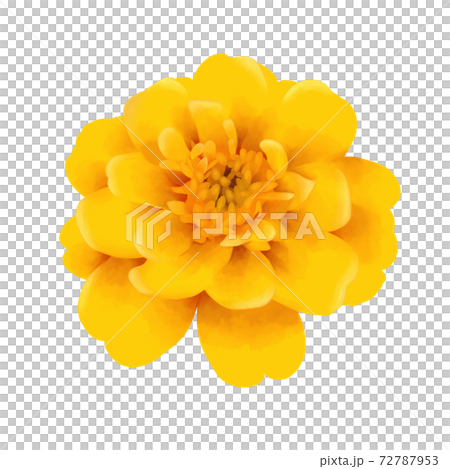 水彩風格黃色萬壽菊沒有線條藝術 72787953
