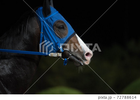 夜の佐賀競馬 夜の佐賀競馬 72788614