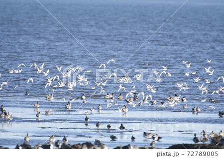 浜に飛び交うカモメの大きな群れ　　バンダリ－ベイ　ブリティッシュコロンビア　カナダ 72789005