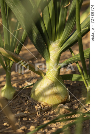 Onions crop in a farm field, agriculture in Spain. Onions crop in a farm field, agriculture in Spain. 72789774