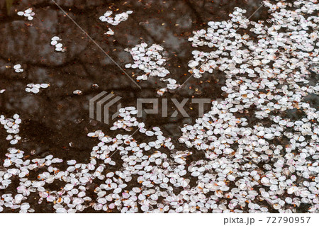 水たまりに浮かぶ桜の花びら 水たまりに浮かぶ桜の花びら 72790957
