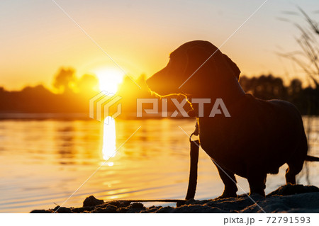 silhouette of funny domestic pet dog or dachshund on river beach at sunset 72791593