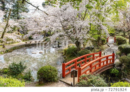 打吹公園の春景色（倉吉市） 72791924