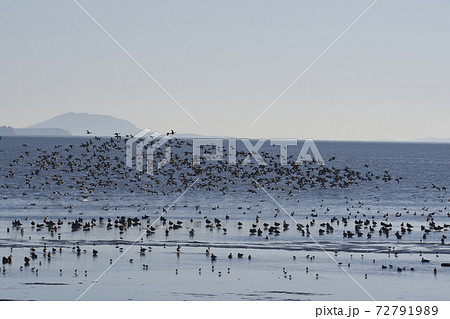 浜に飛び交うカモの大きな群れ　　バンダリ－ベイ　ブリティッシュコロンビア　カナダ 72791989