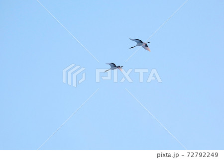 タンチョウヅル タンチョウヅル 72792249